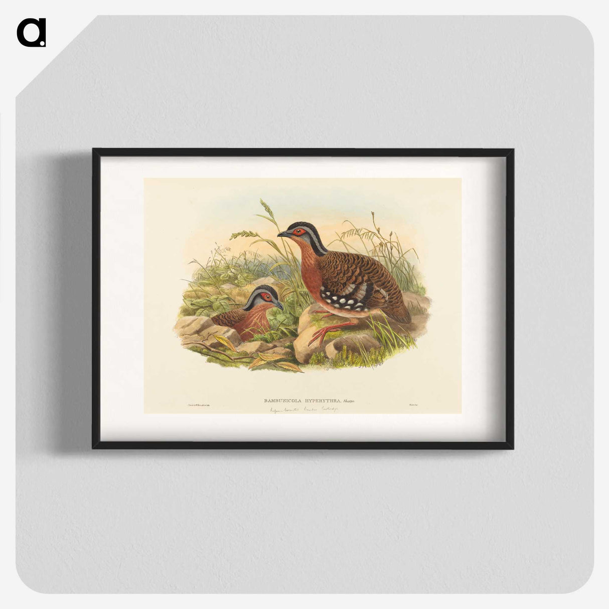 3-59_John-Gould_blk