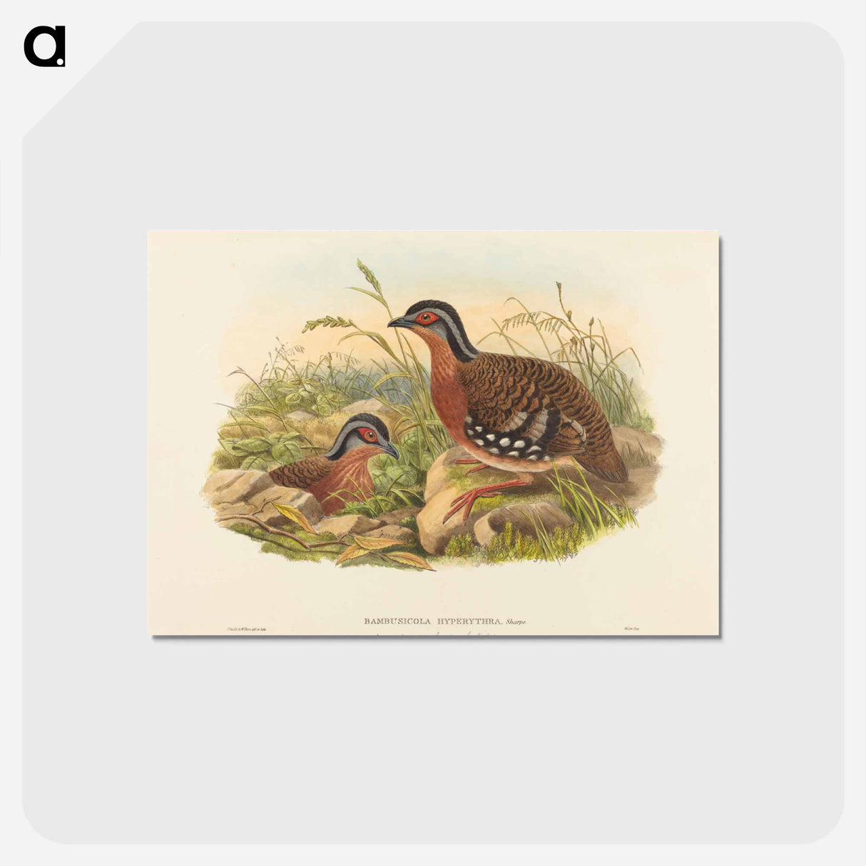 アートポストカード-Rufous-breasted Bamboo Partridge
- ジョン グールド Postcard.