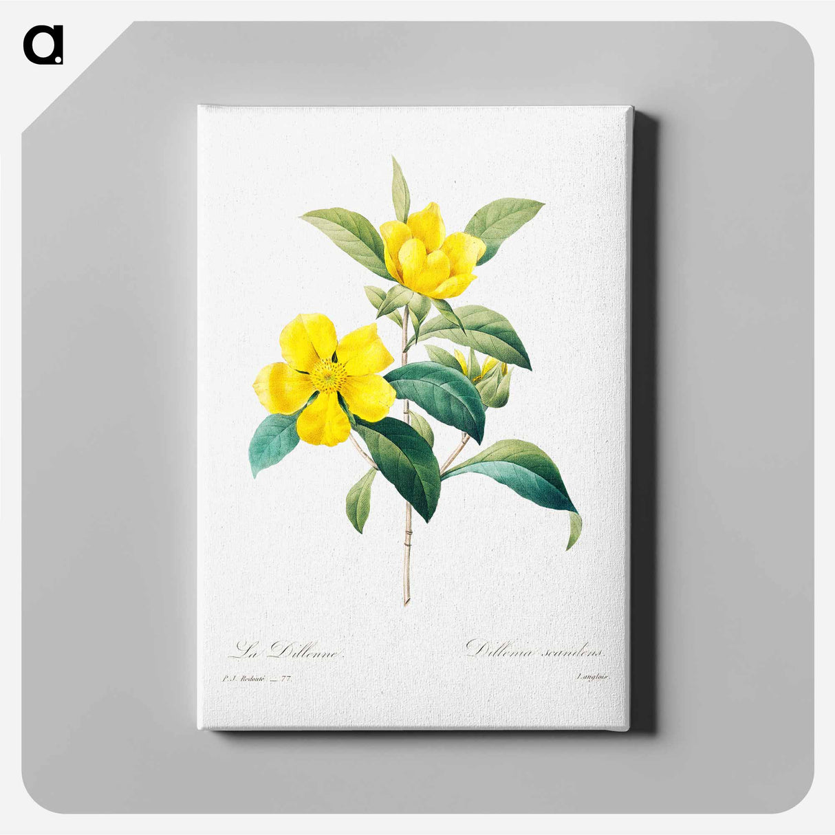 Golden guinea vine - Pierre Joseph Redouté Canvas.