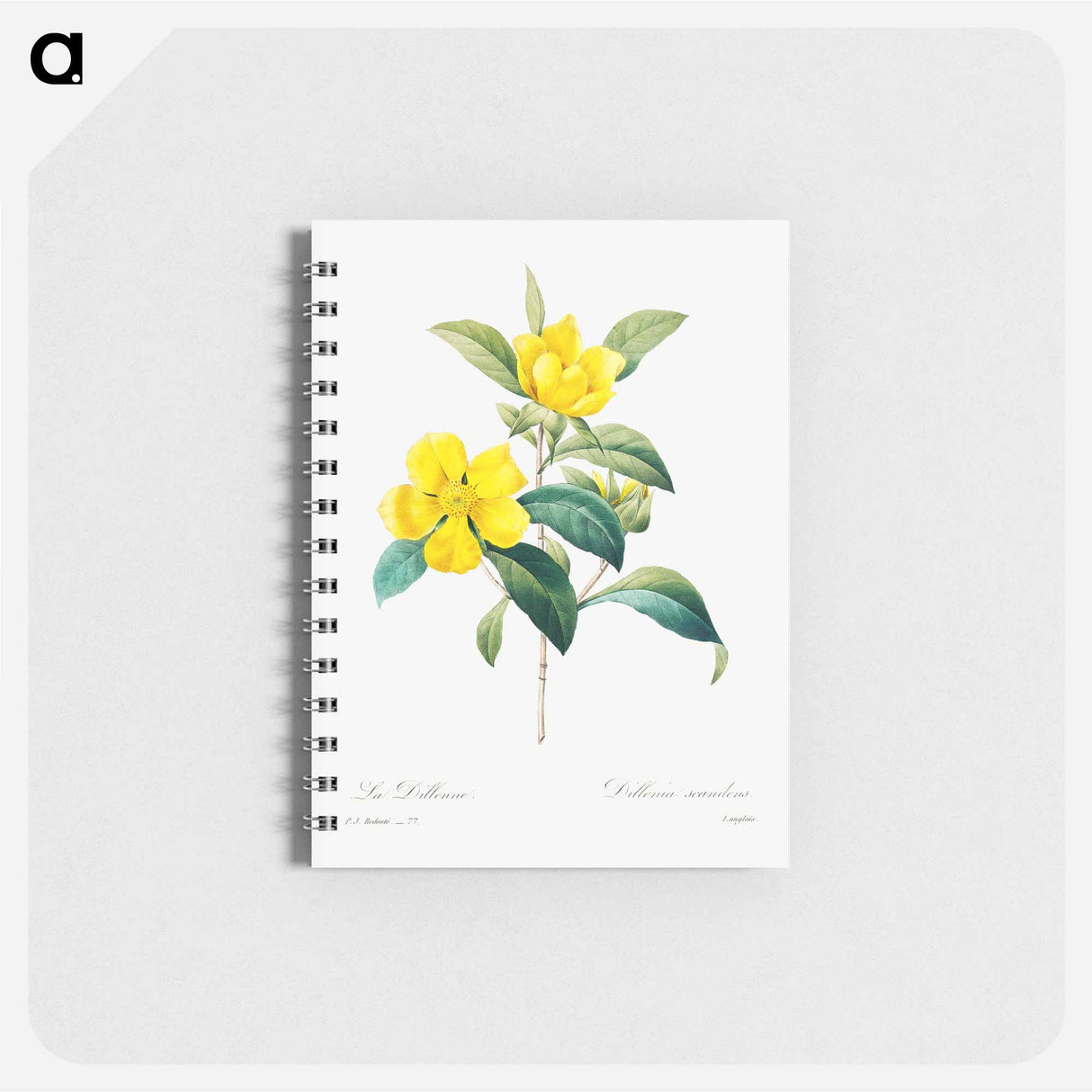 Golden guinea vine - ピエール ジョゼフ ルドゥーテ Memo.