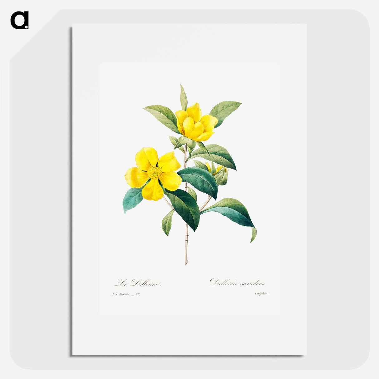 Golden guinea vine - Pierre Joseph Redouté Poster.