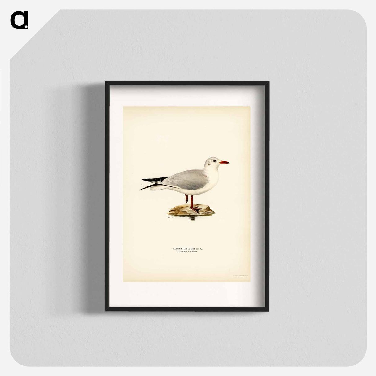 アートポスター-Black-Headed Gull
- スヴェンスカ フォグラル Poster.