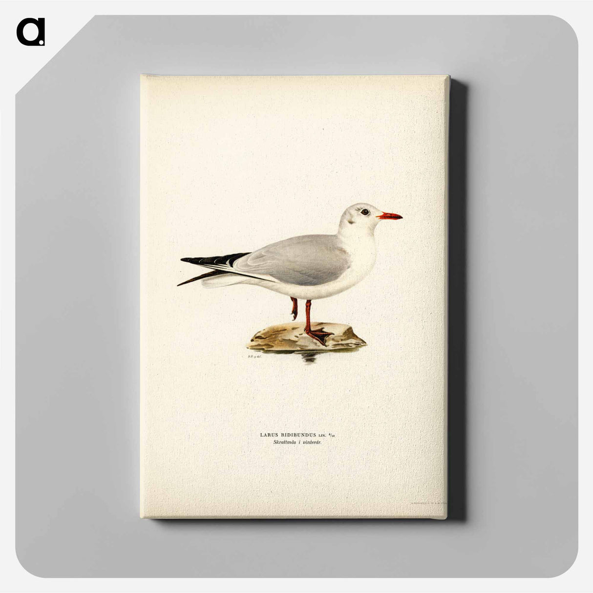 アートパネル-Black-Headed Gull
- スヴェンスカ フォグラル Canvas.