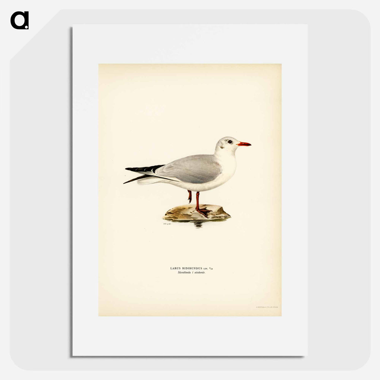 アートポスター-Black-Headed Gull
- スヴェンスカ フォグラル Poster.