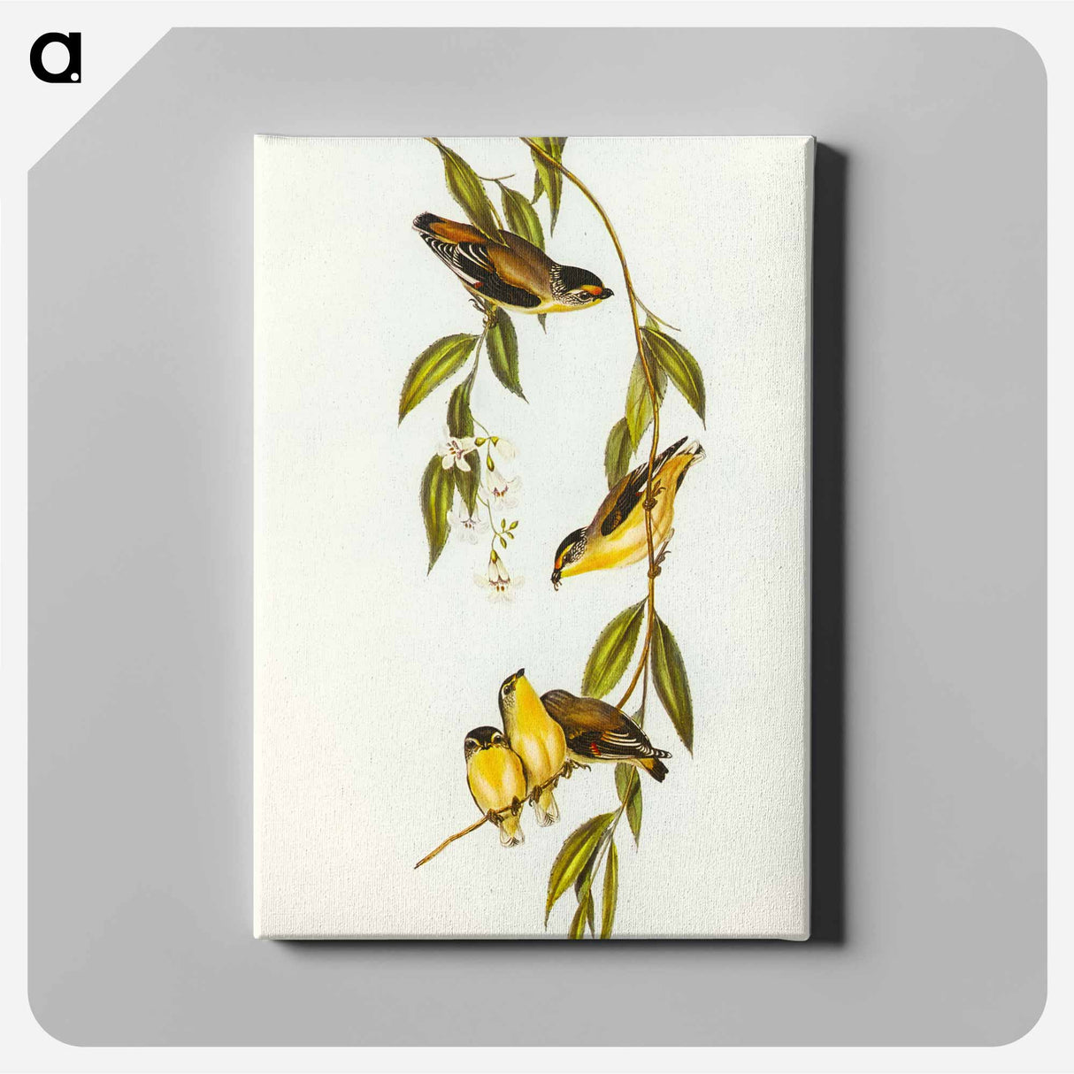 Striated Pardalote
- オーストラリアの鳥 Canvas.