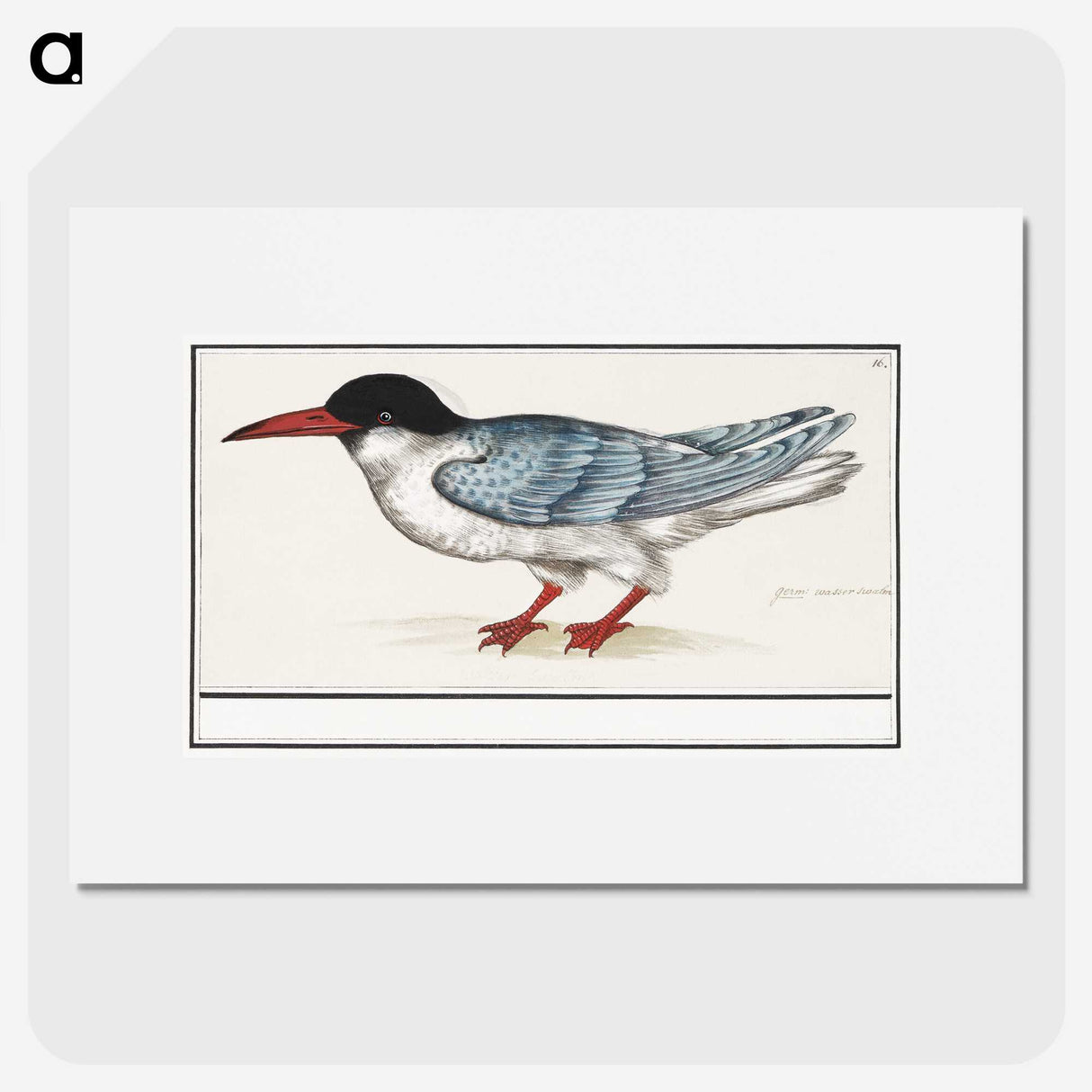 3-5_Anselmus-Boetius-de-Boodt_picture