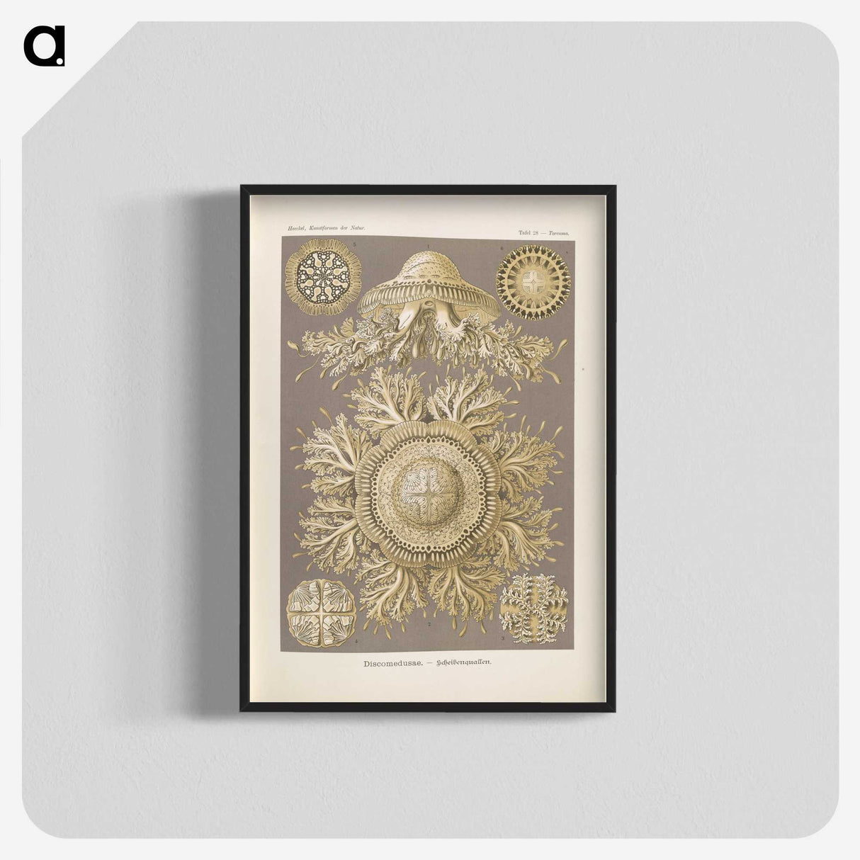3-5_Ernst-Haeckel_blk-crop