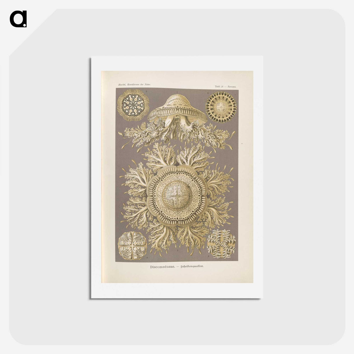 3-5_Ernst-Haeckel_hagaki