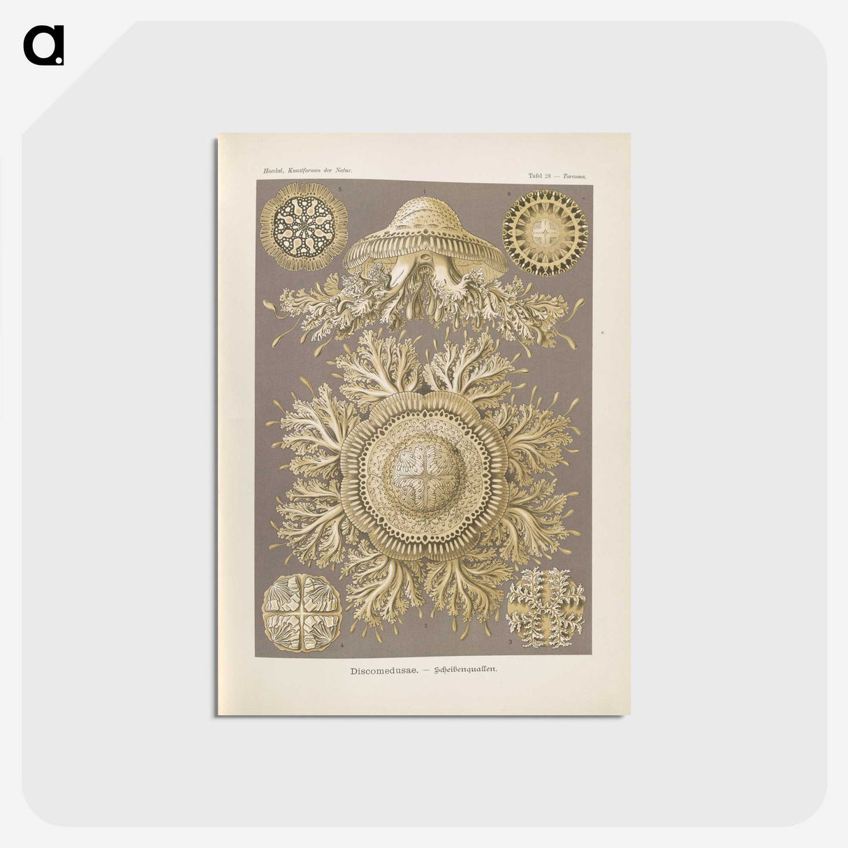 3-5_Ernst-Haeckel_postcard