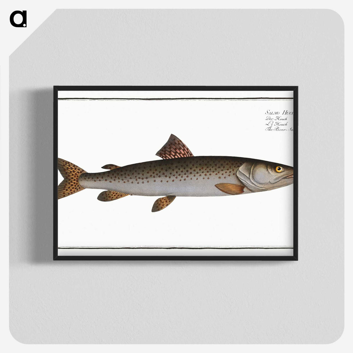 3-5_Ichtyologie-ou-Histoire-naturelle_blk-crop