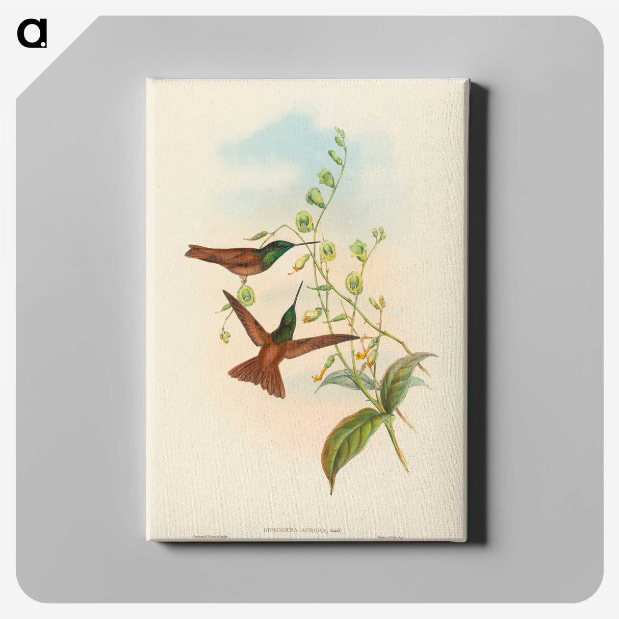 3-5_John-Gould_canvas
