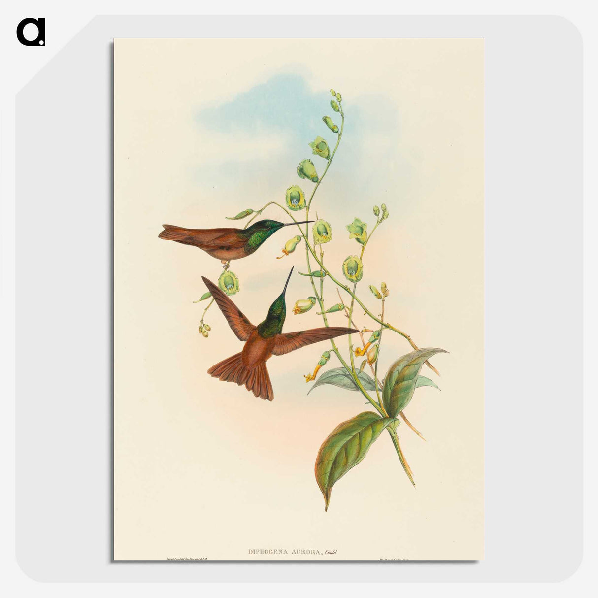 3-5_John-Gould_picture-crop