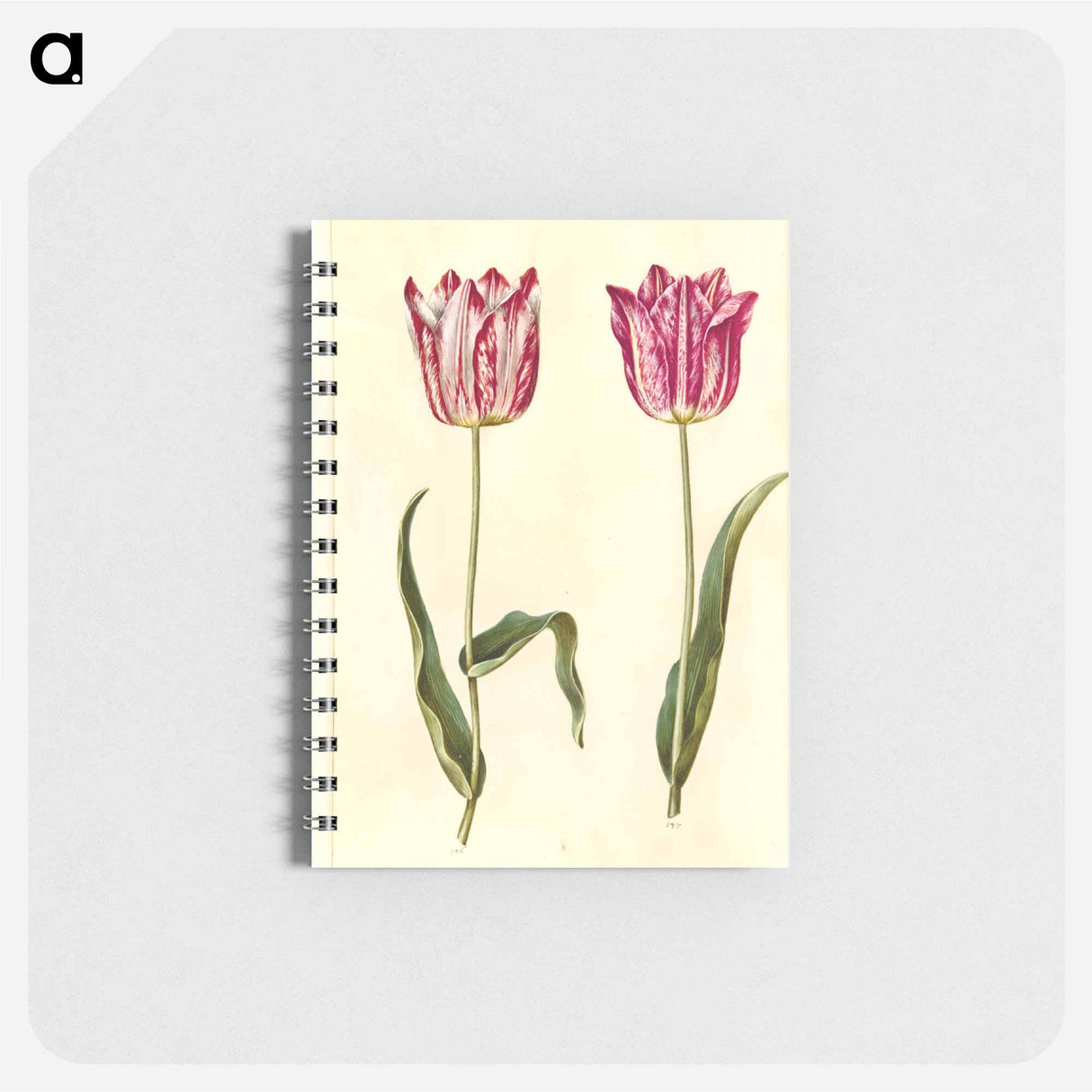 アートメモ帳-Tulipa gesneriana
- マリア ジビーラ メーリアン Memo.