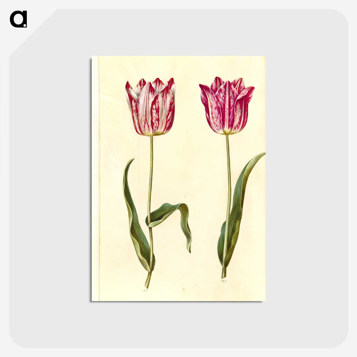 3-5_Maria-Sibylla-Merian_postcard