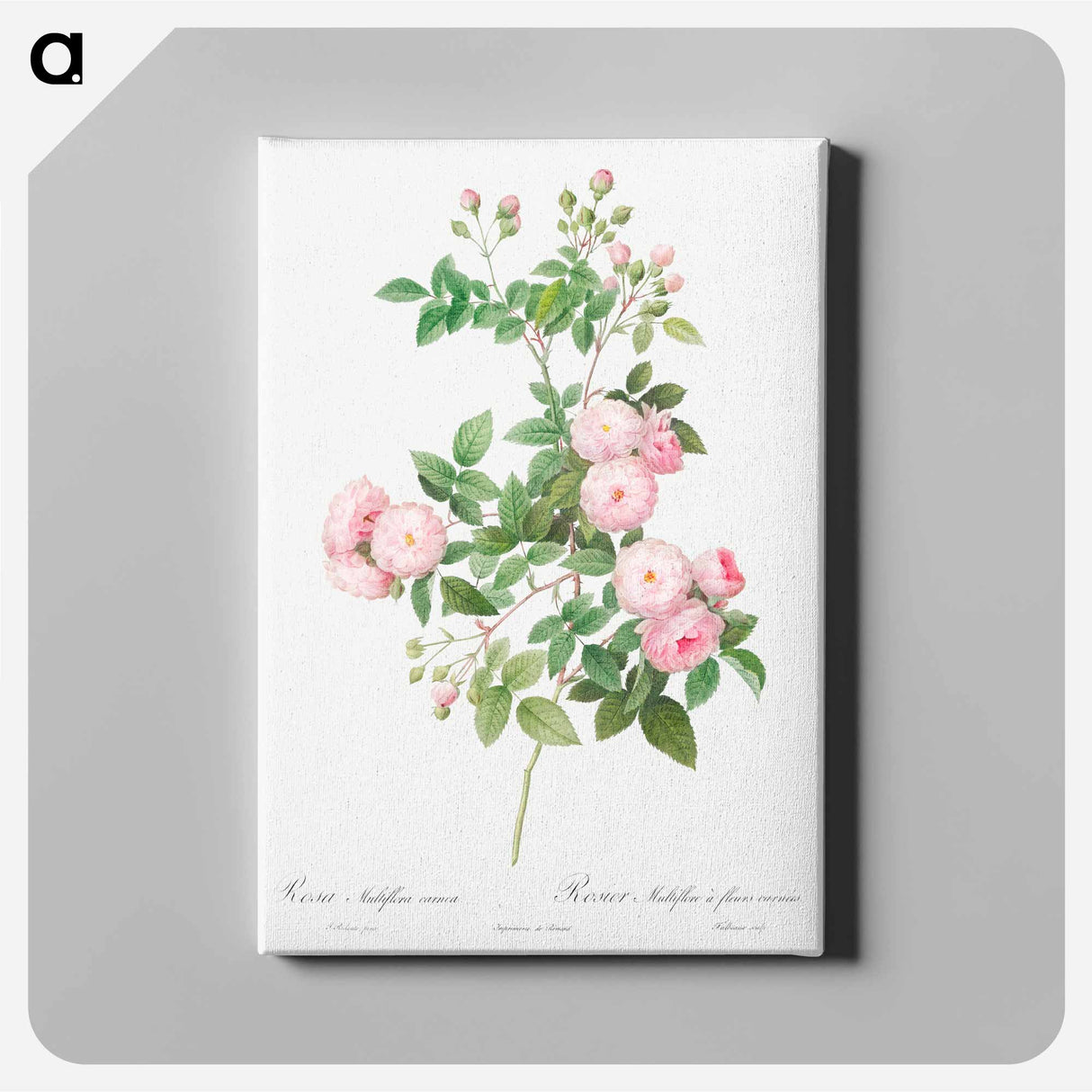 アートパネル-Flesh-Pink Multiflora - ピエール ジョゼフ ルドゥーテ Canvas.