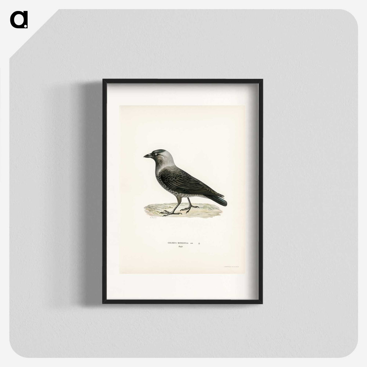 3-5_Svenska-Faglar_blk