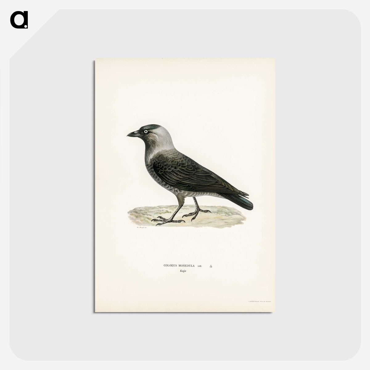 3-5_Svenska-Faglar_postcard
