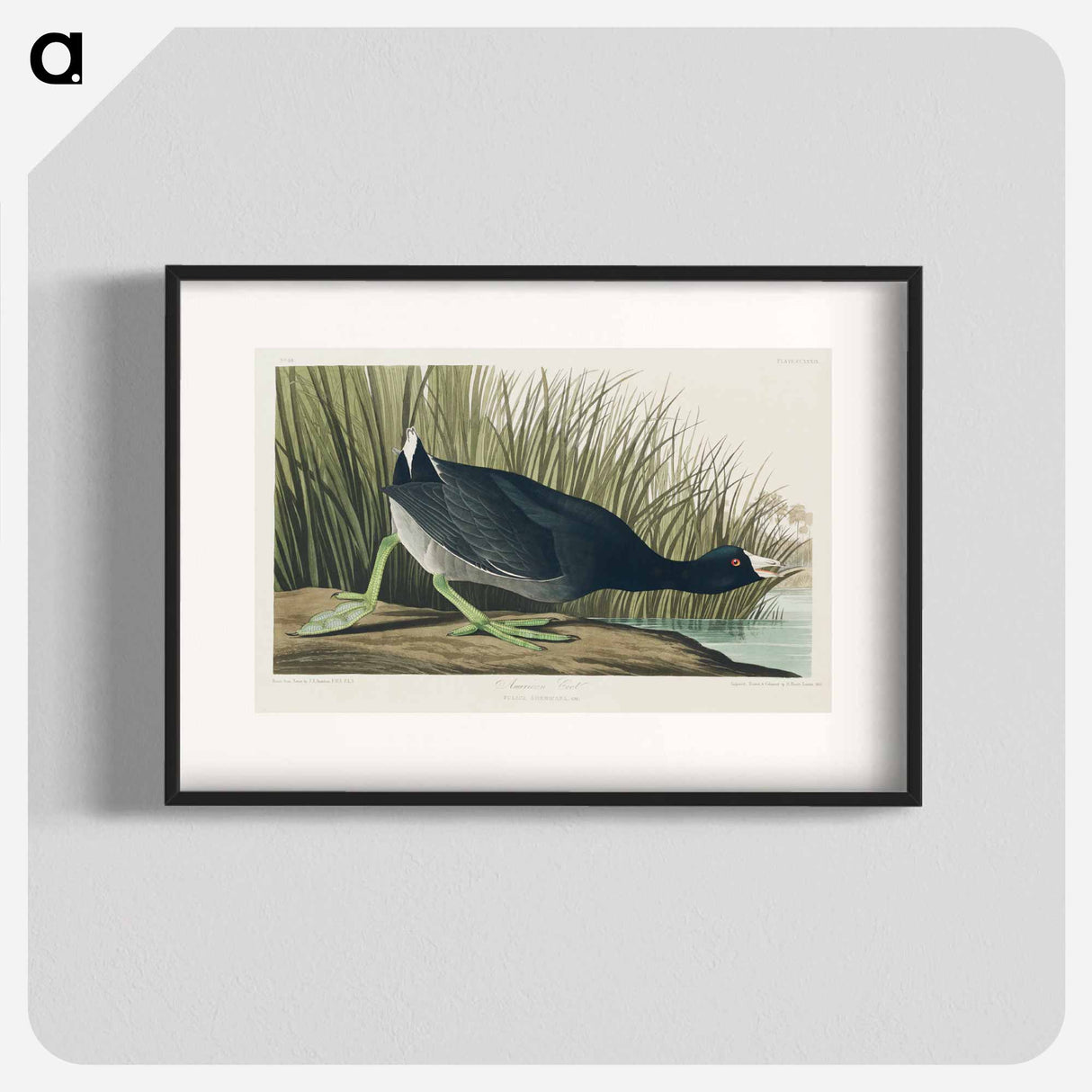 アートポスター-American Coot
- アメリカの鳥たち Poster.