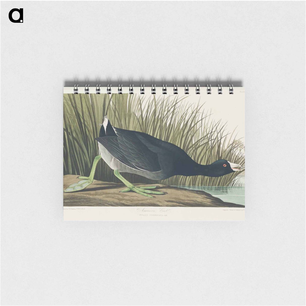 アートメモ帳-American Coot
- アメリカの鳥たち Memo.