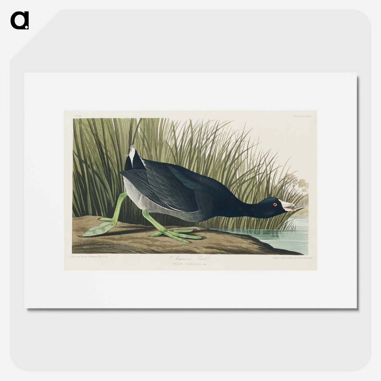 アートポスター-American Coot
- アメリカの鳥たち Poster.