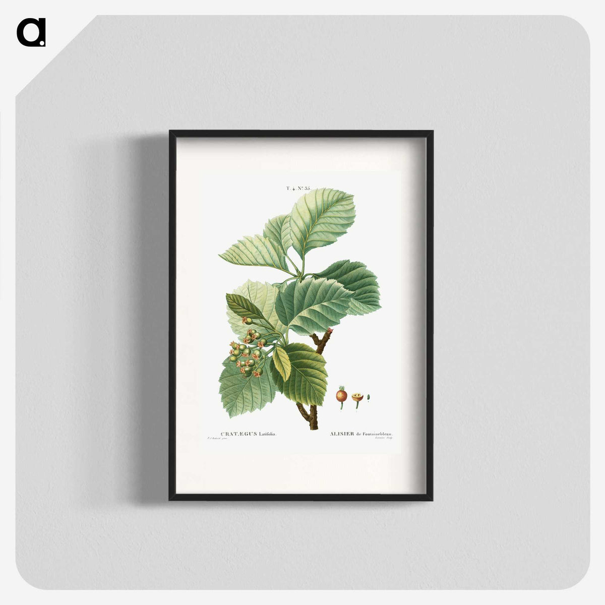 3-5_Treatise-on-Trees-and-Shrubs_blk