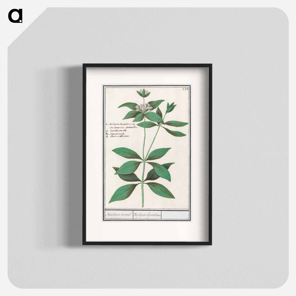 Silk plant, Asclepias syriaca - アンセルムス ボエティウス デ ブート Poster.