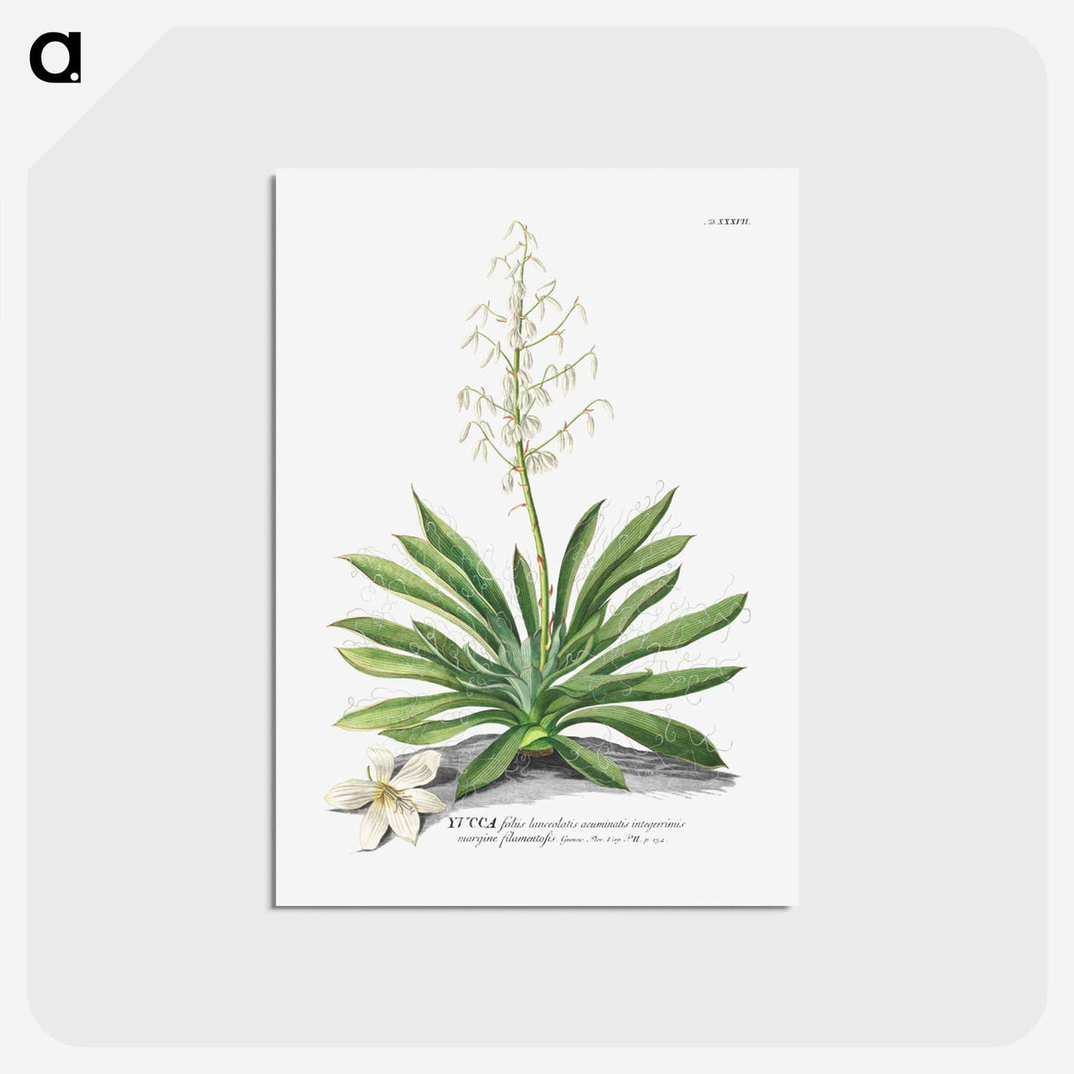 アートポストカード-Yucca
- クリーブランド美術館 Postcard.