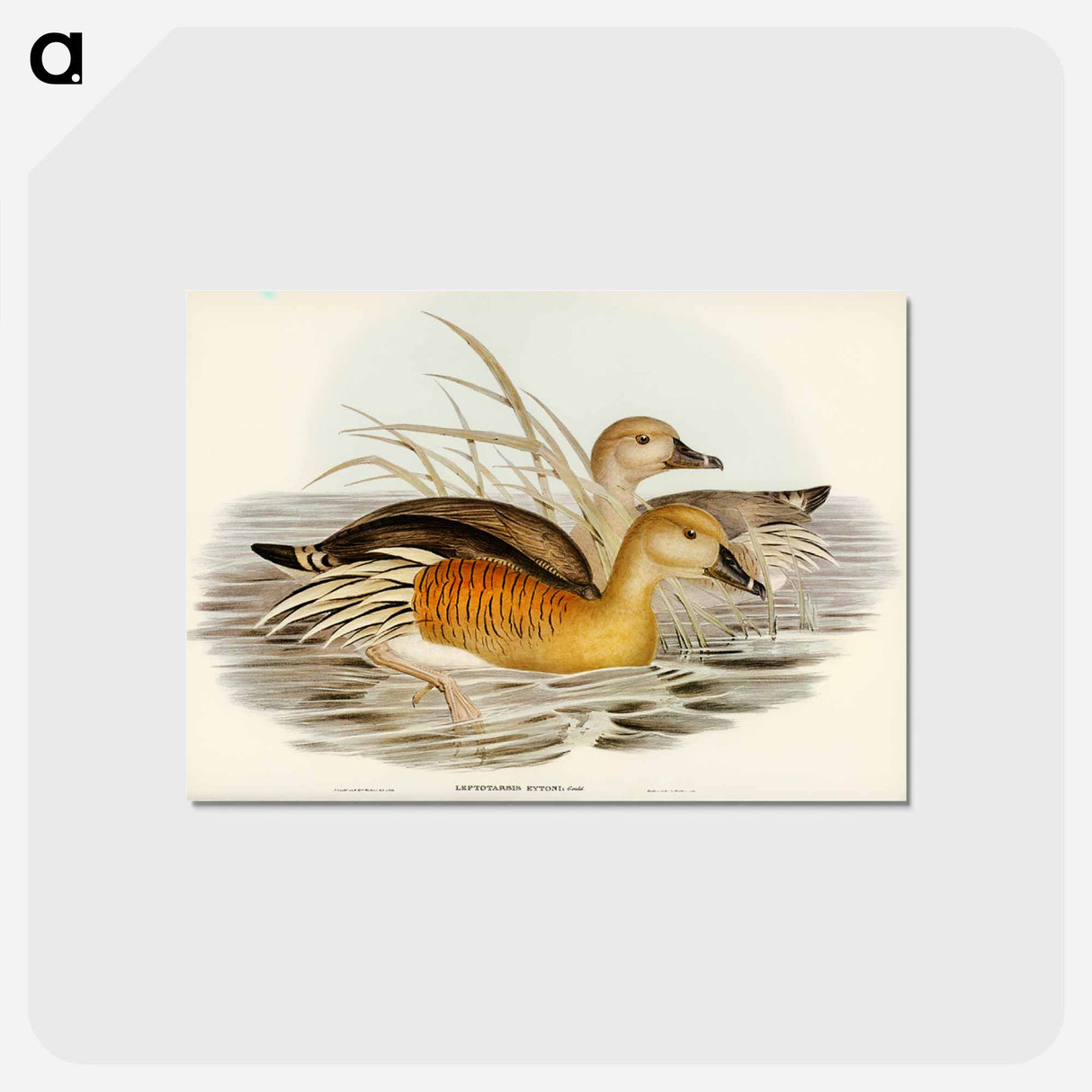 アートポストカード-Eyton's Duck
- ジョン グールド Postcard.