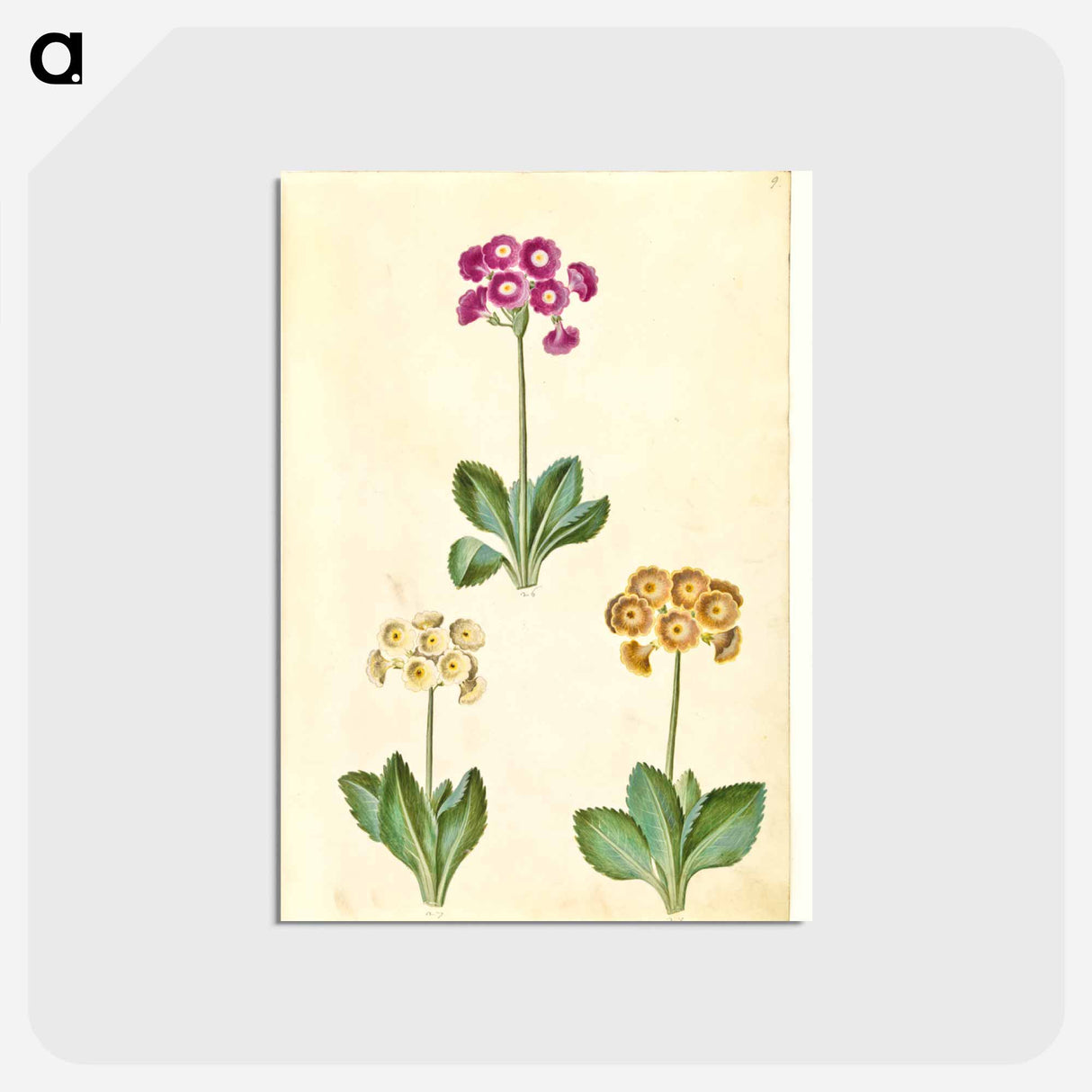 アートポストカード-Primula ×pubescens
- マリア ジビーラ メーリアン Postcard.