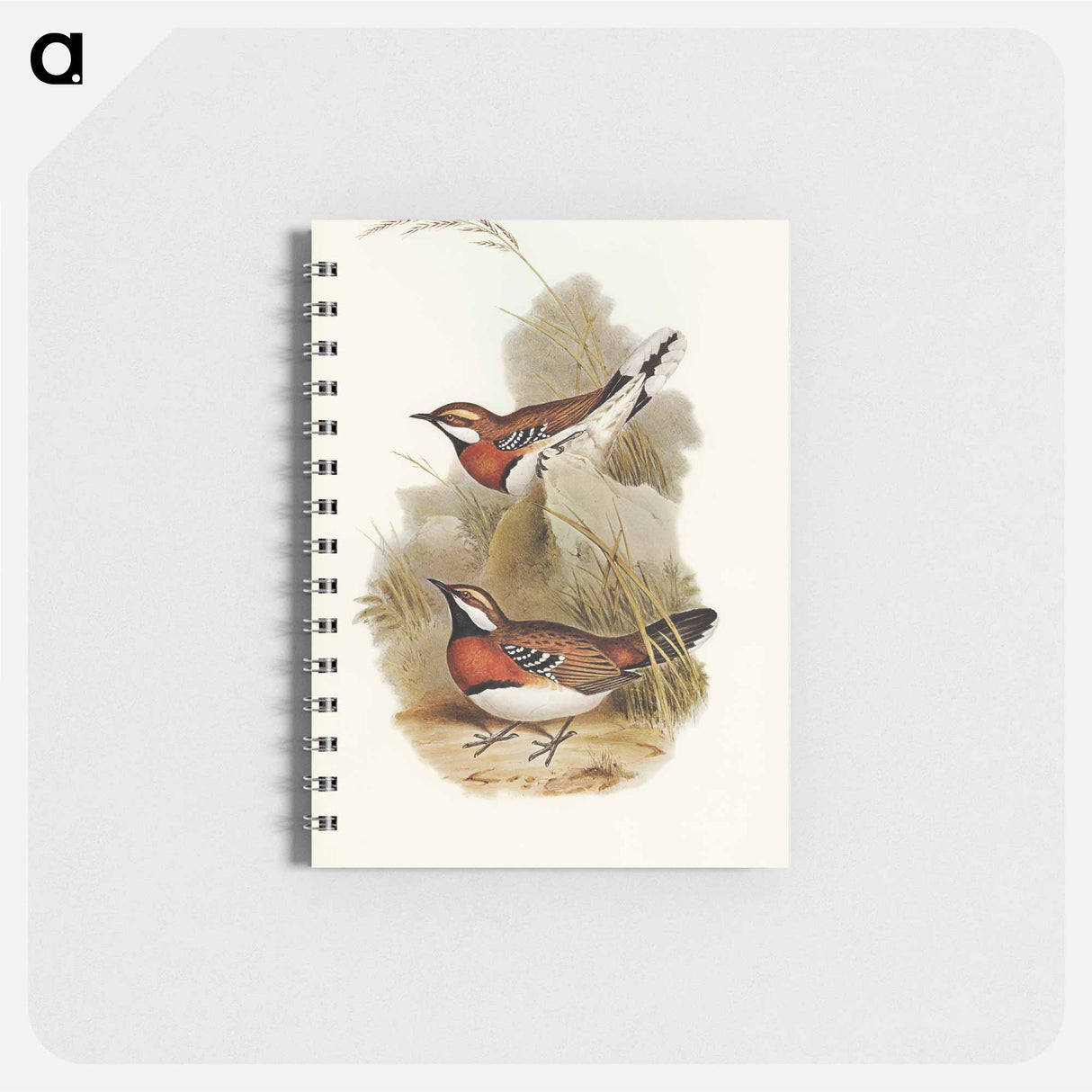 アートメモ帳-Chestnut-breasted Ground-Thrush
- オーストラリアの鳥 Memo.