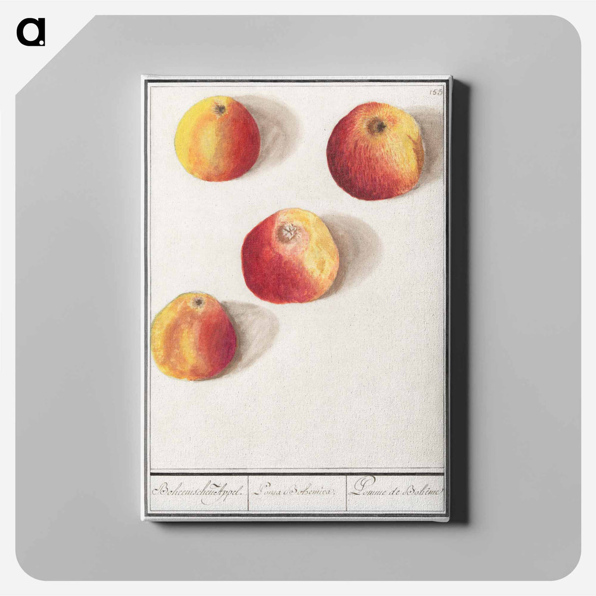 アートパネル-Apple - アンセルムス ボエティウス デ ブート Canvas.