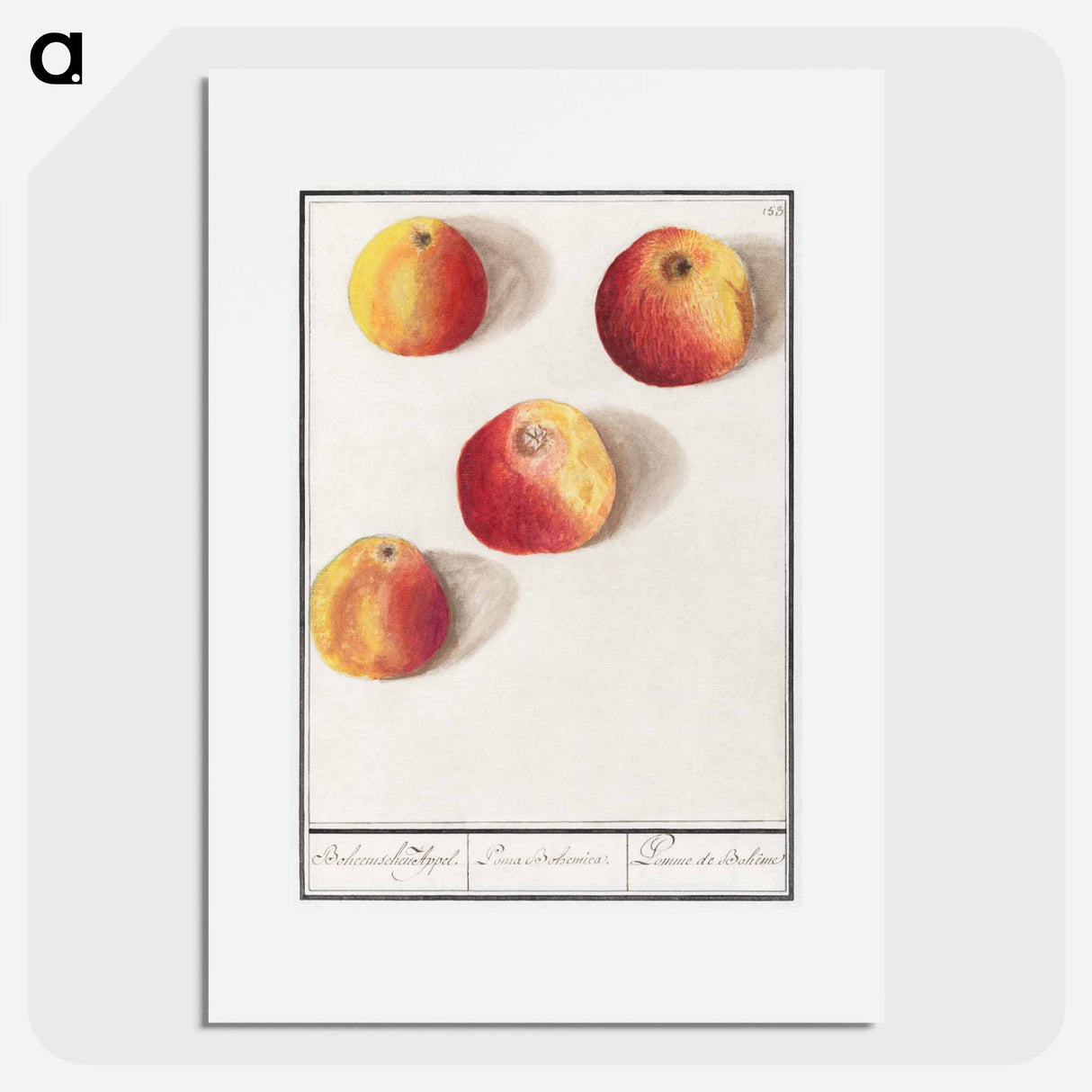 アートポスター-Apple - アンセルムス ボエティウス デ ブート Poster.