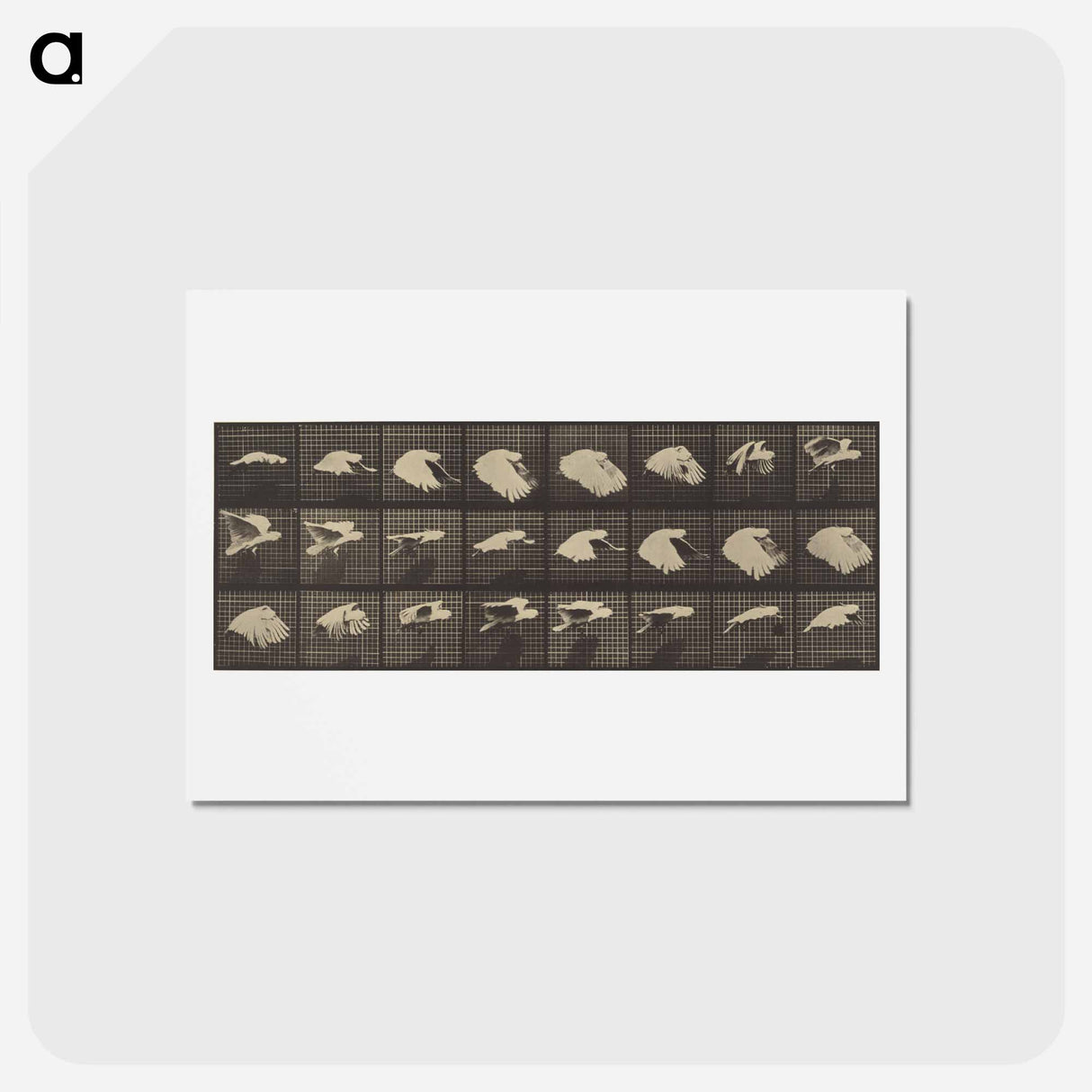 アートポストカード-Animal Locomotion
- エドワード マイブリッジ Postcard.