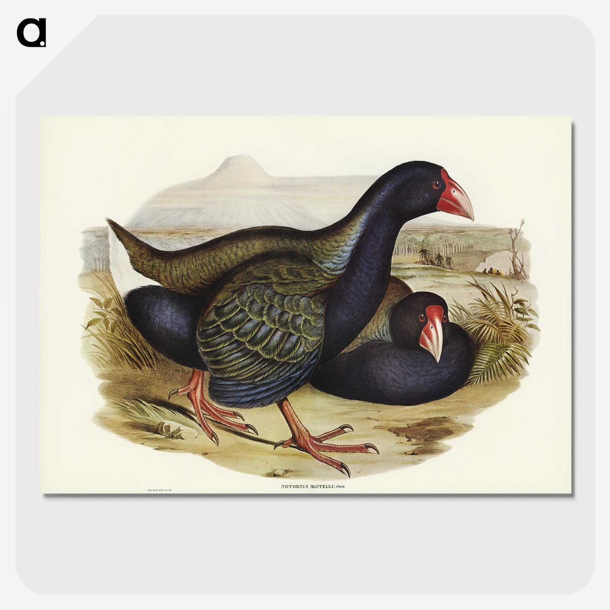 3-61_John-Gould_picture-crop