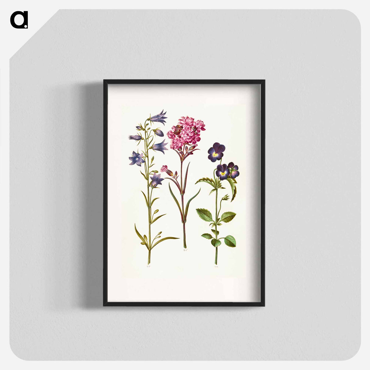 アートポスター-Campanula, Silene, and Viola
- マリア ジビーラ メーリアン Poster.