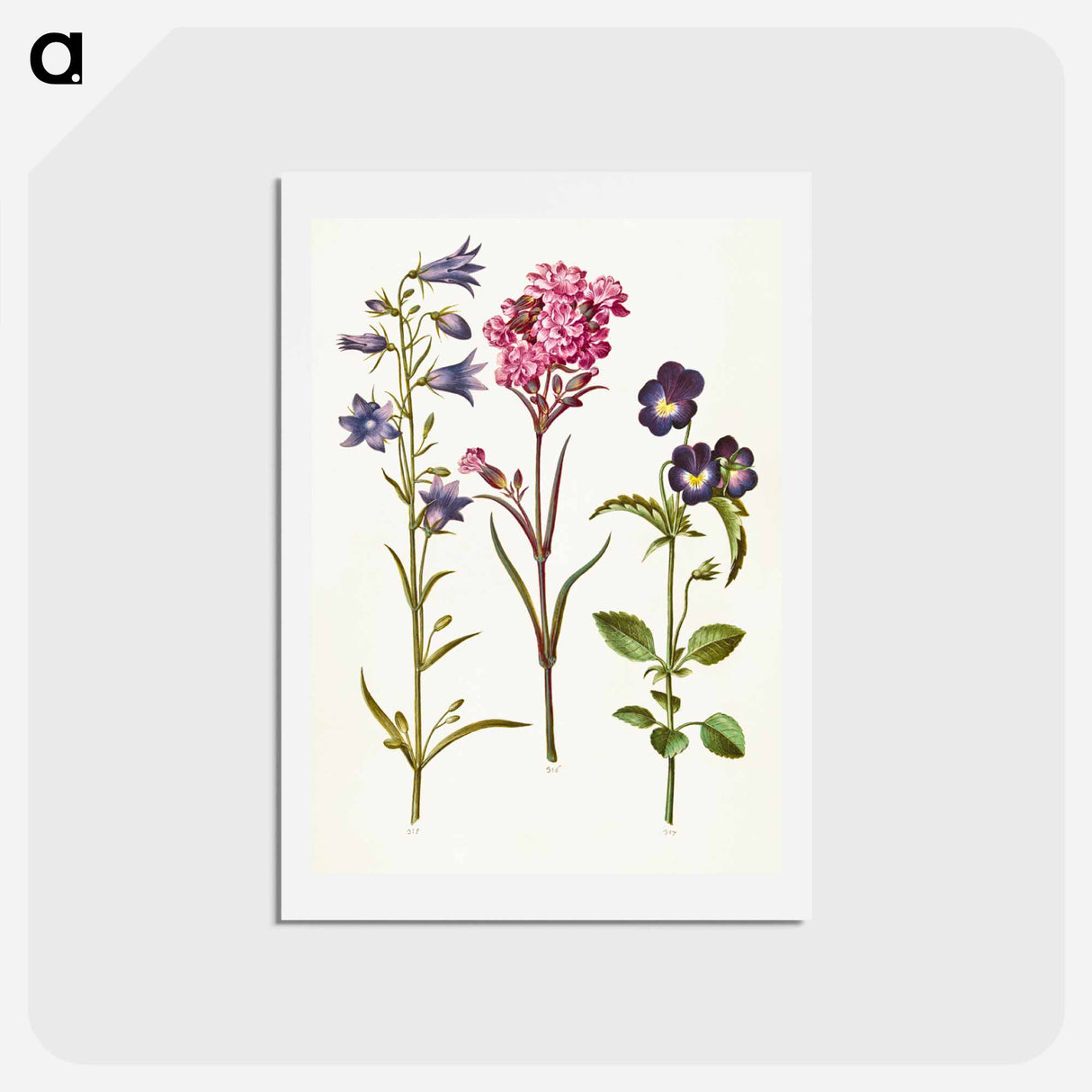 アートポストカード-Campanula, Silene, and Viola
- マリア ジビーラ メーリアン Postcard.