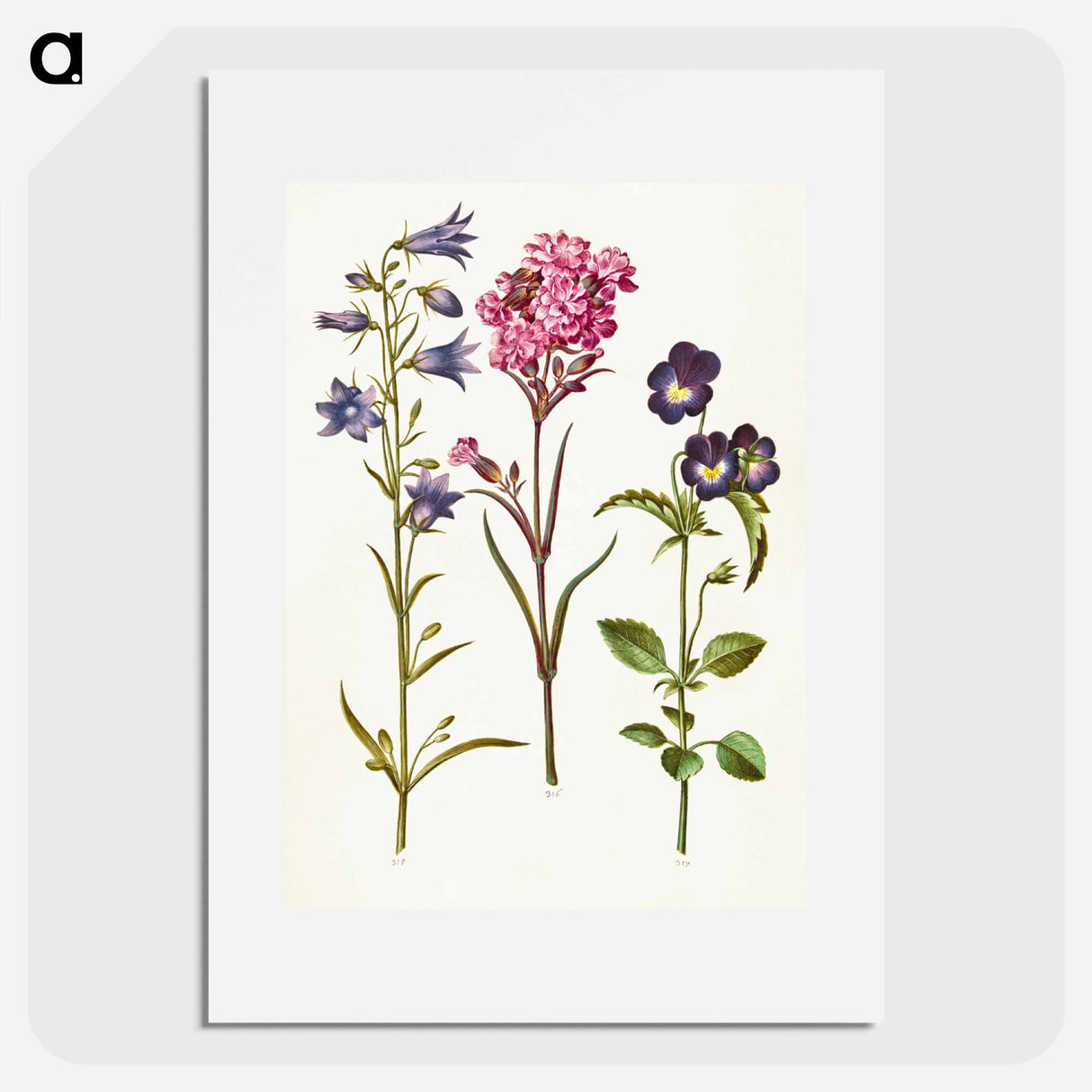 アートポスター-Campanula, Silene, and Viola
- マリア ジビーラ メーリアン Poster.