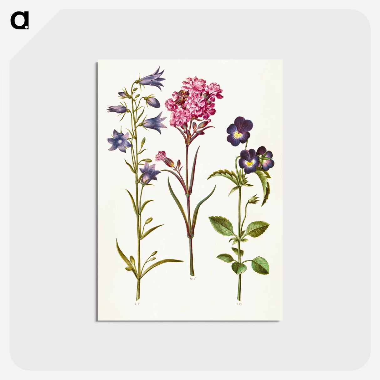 アートポストカード-Campanula, Silene, and Viola
- マリア ジビーラ メーリアン Postcard.