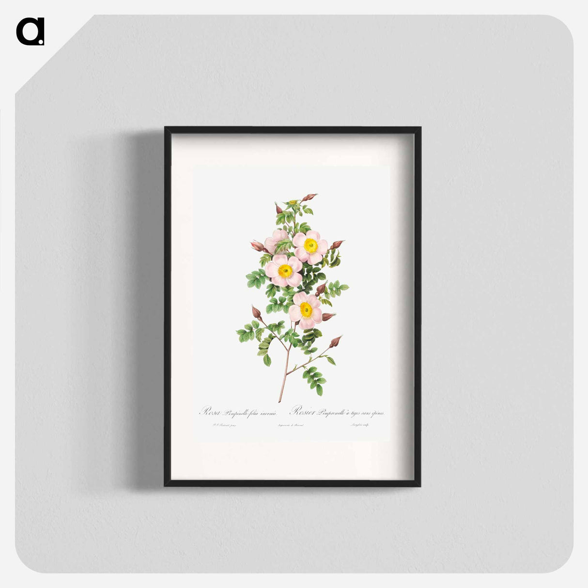 Rosa pimpinellifolia - Pierre Joseph Redouté Poster.