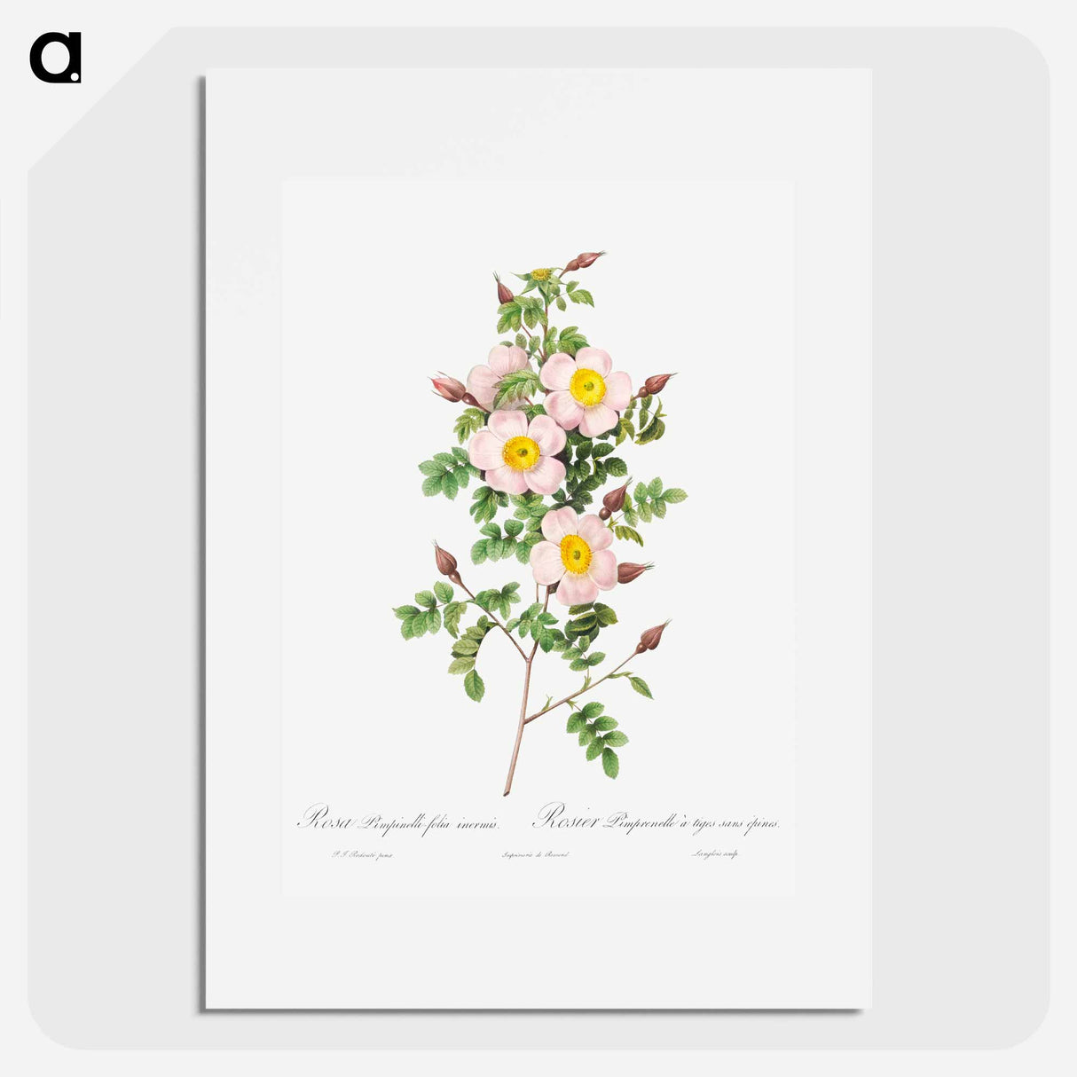 Rosa pimpinellifolia - Pierre Joseph Redouté Poster.