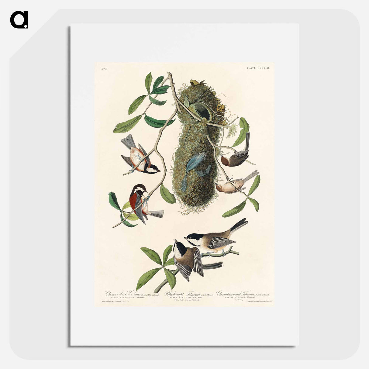 アートポスター-Chesnut-backed Titmouse, Black-capt Titmouse and Chesnut-crowned Titmouse from Birds of America
- アメリカの鳥たち Poster.