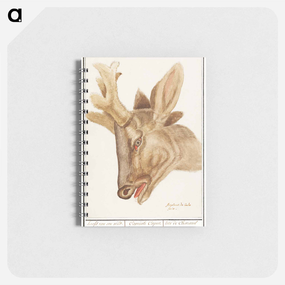 Head of a deer - アンセルムス ボエティウス デ ブート Memo.