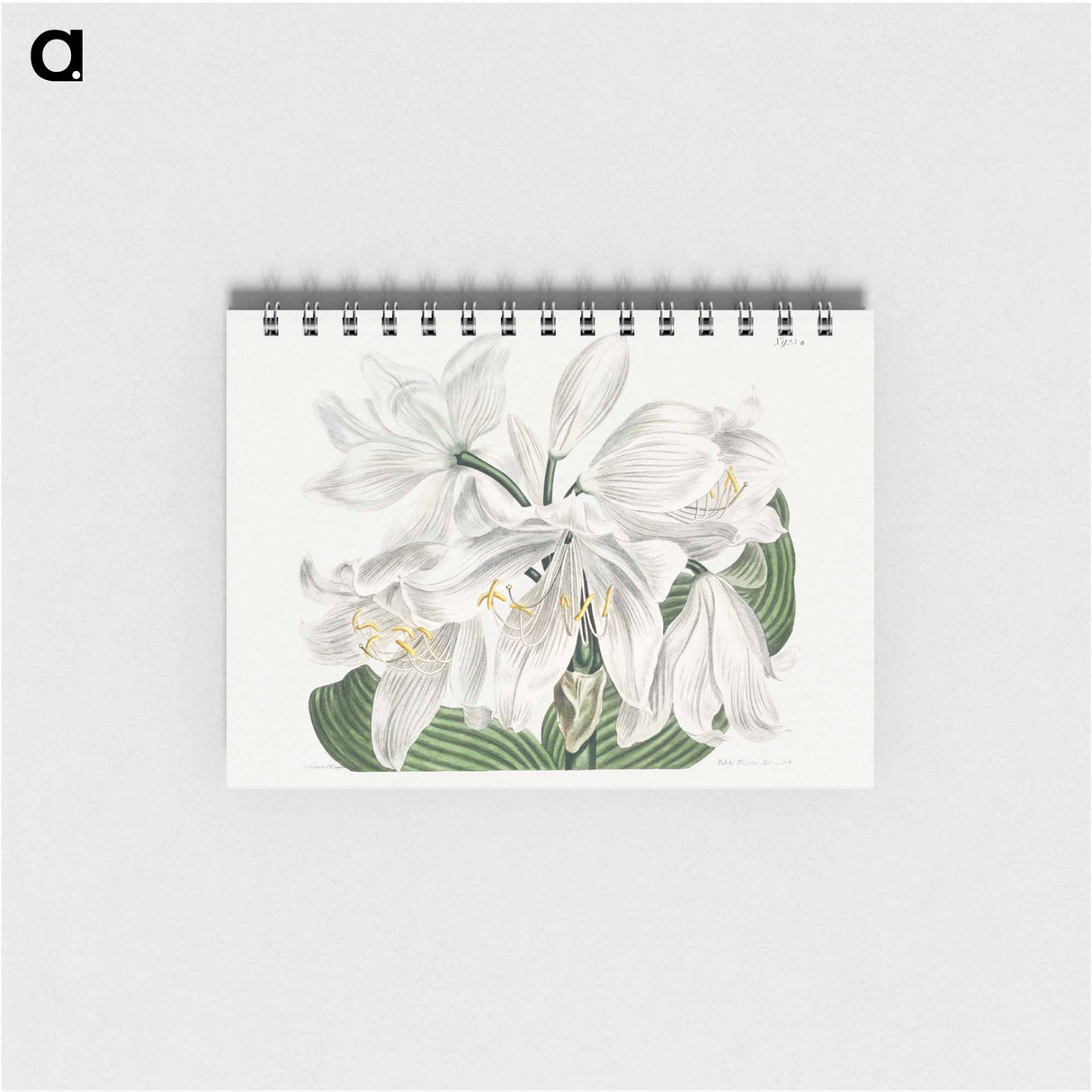 アートメモ帳-White Cape-Coast Lily
- クリーブランド美術館 Memo.