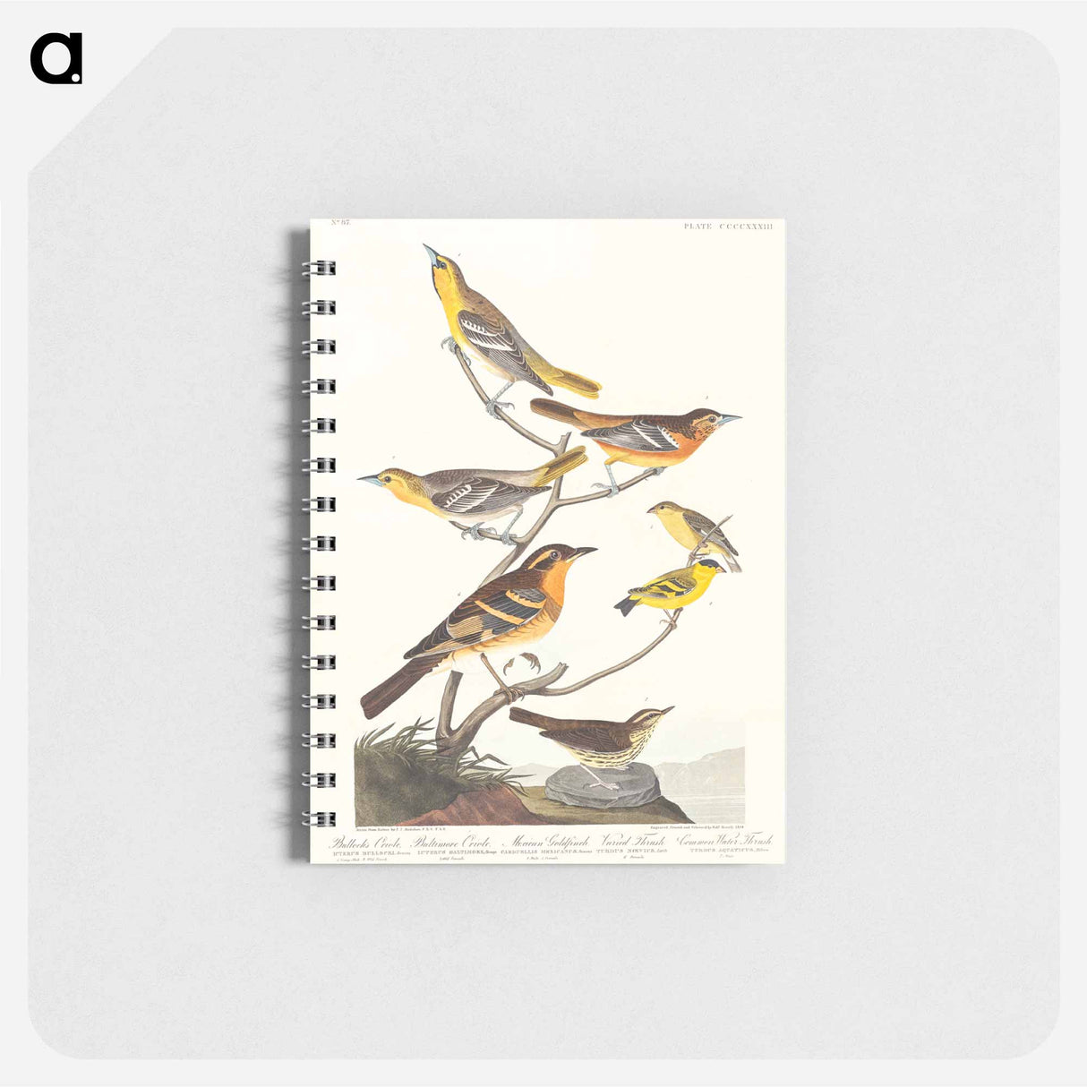 アートメモ帳-Birds of America
- ジョン ジェームス オーデュボン Memo.
