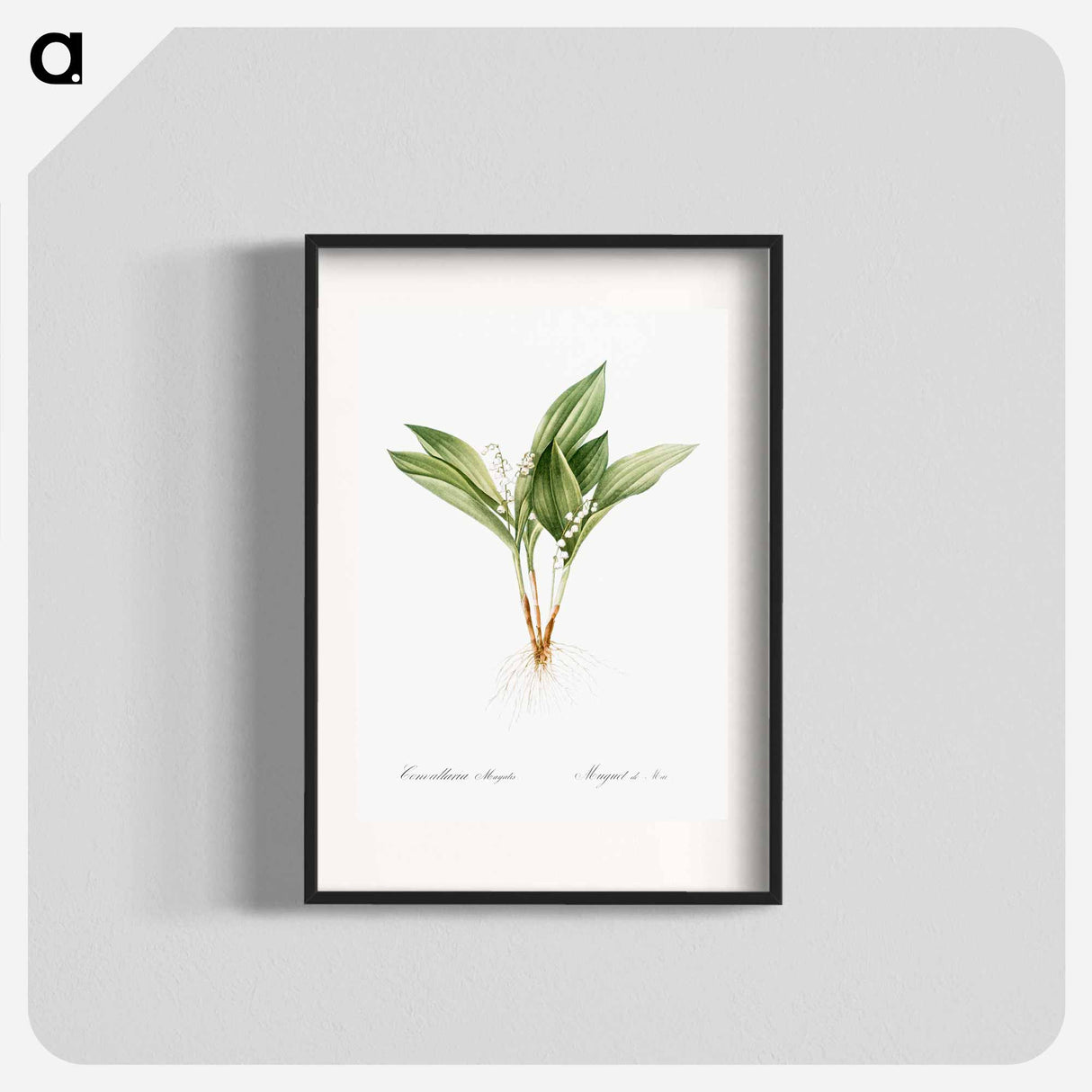 Lily of the valley - Pierre Joseph Redouté Poster.