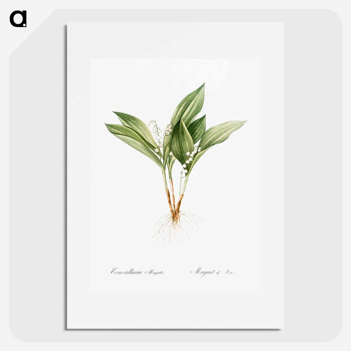 Lily of the valley - Pierre Joseph Redouté Poster.
