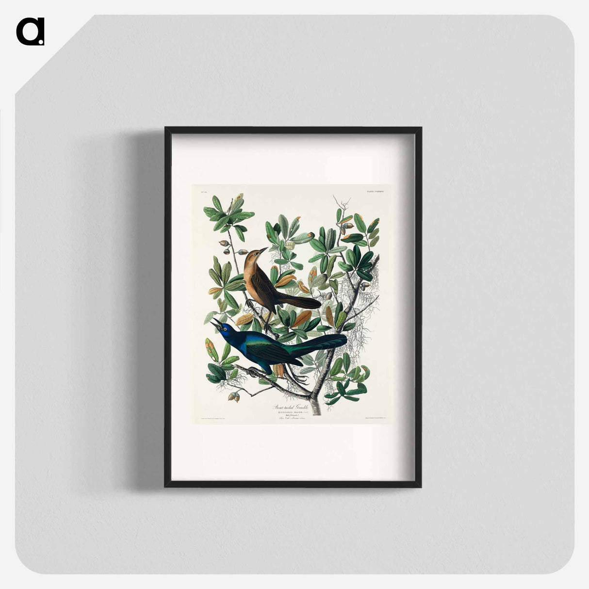 アートポスター-Boat-tailed Grackle from Birds of America
- アメリカの鳥たち Poster.