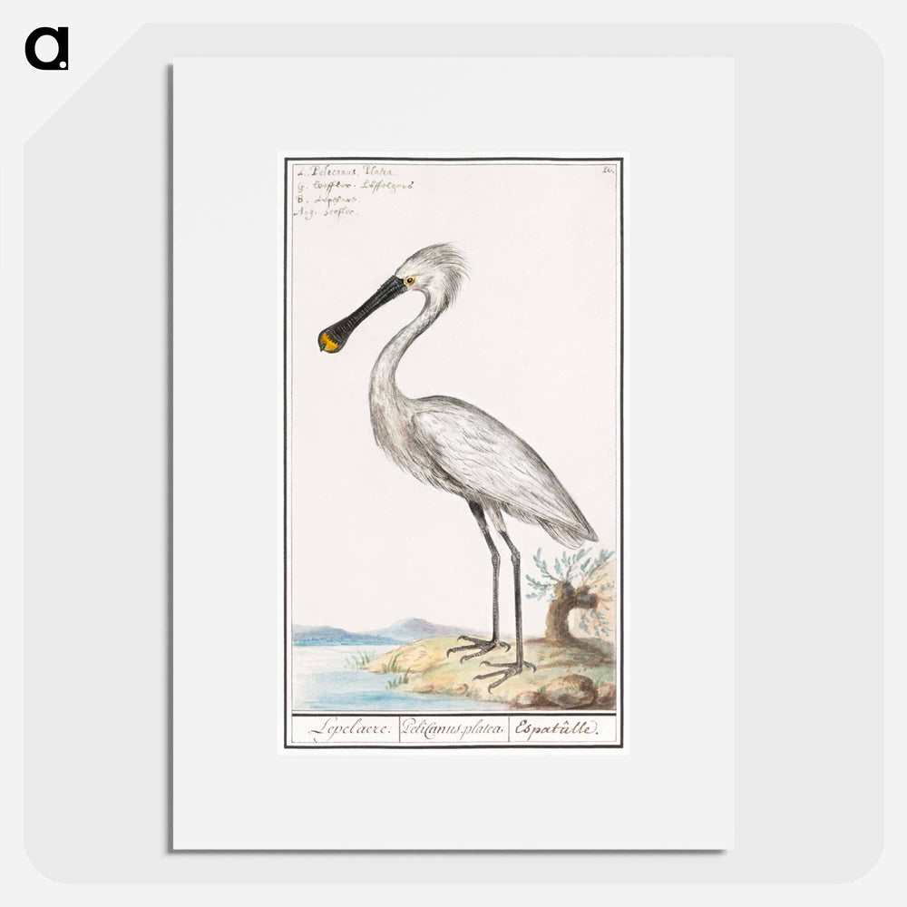 Spoonbill - アンセルムス ボエティウス デ ブート Poster.