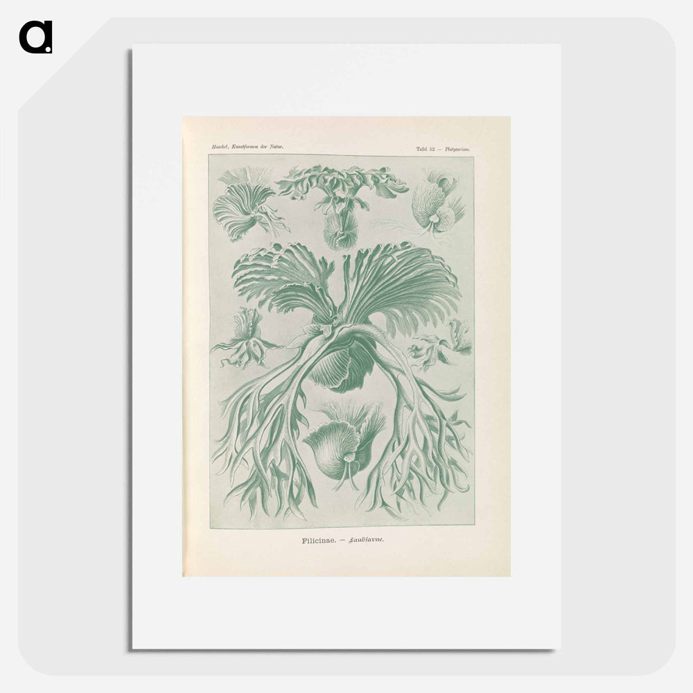 Ferns illustration from Kunstformen der Natur - エルンスト ヘッケル Poster.
