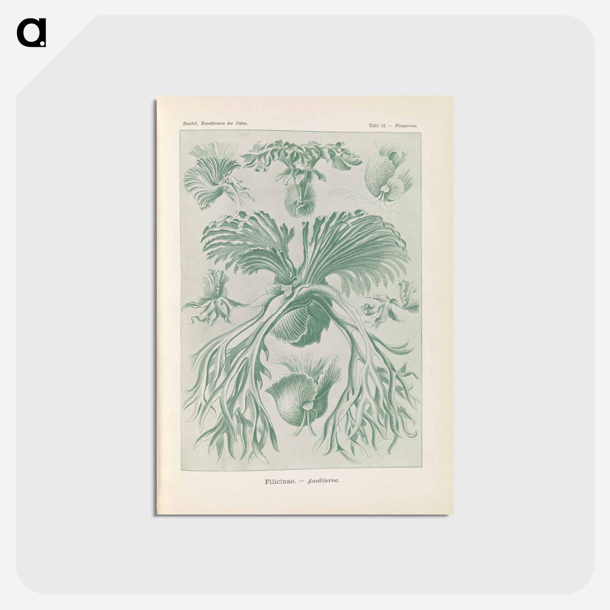 アートポストカード-Ferns illustration from Kunstformen der Natur - エルンスト ヘッケル Postcard.